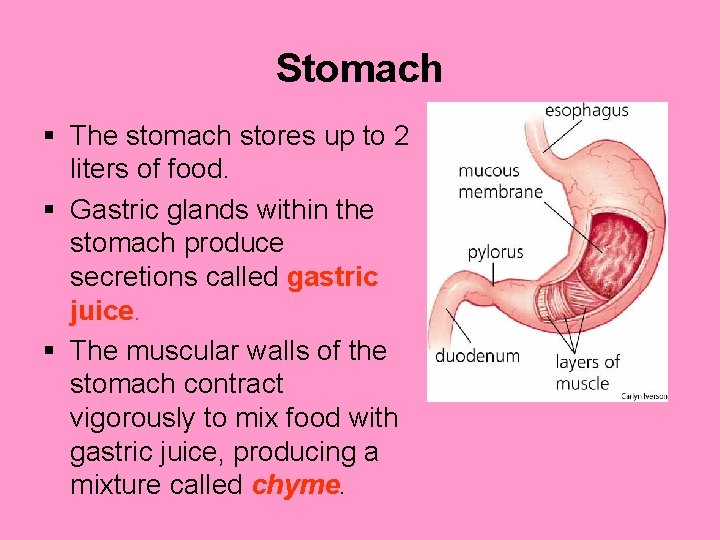 Stomach § The stomach stores up to 2 liters of food. § Gastric glands
