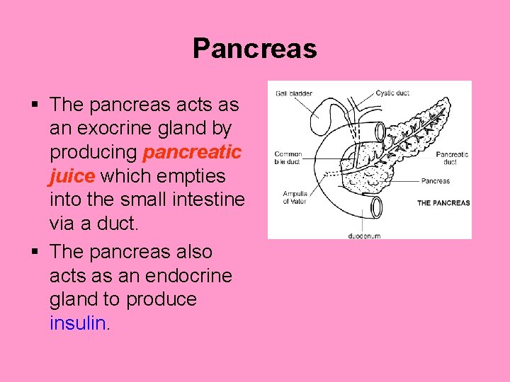 Pancreas § The pancreas acts as an exocrine gland by producing pancreatic juice which