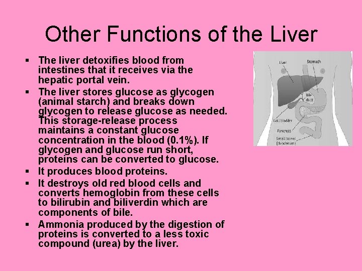Other Functions of the Liver § The liver detoxifies blood from intestines that it