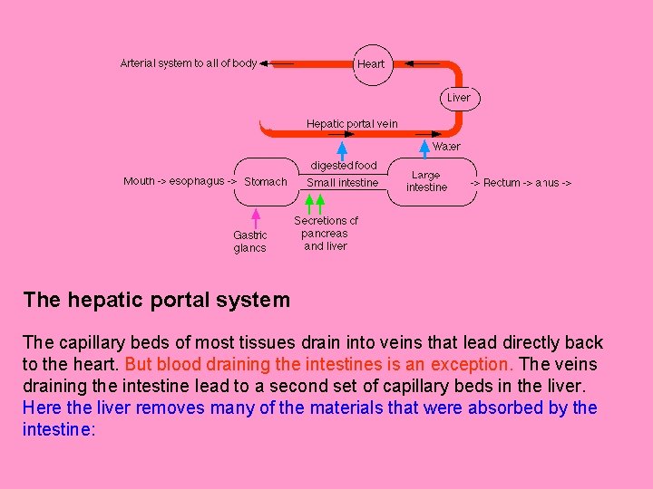 The hepatic portal system The capillary beds of most tissues drain into veins that