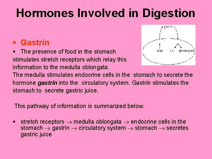 Hormones Involved in Digestion § Gastrin § The presence of food in the stomach