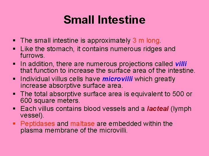 Small Intestine § The small intestine is approximately 3 m long. § Like the