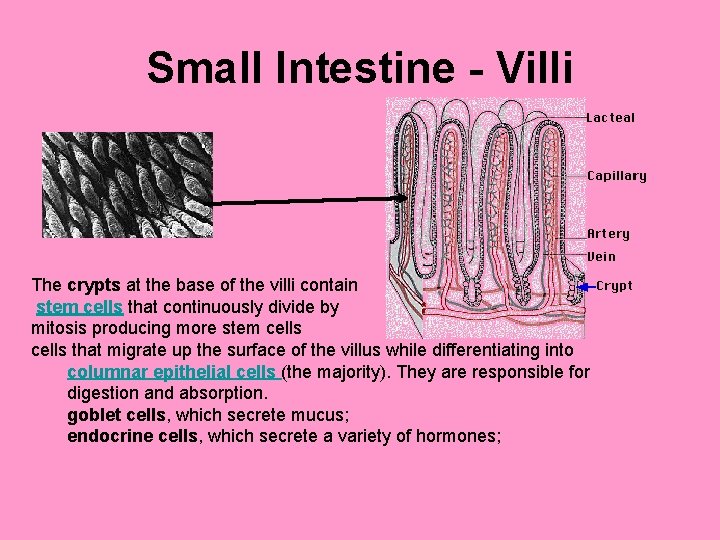 Small Intestine - Villi The crypts at the base of the villi contain stem