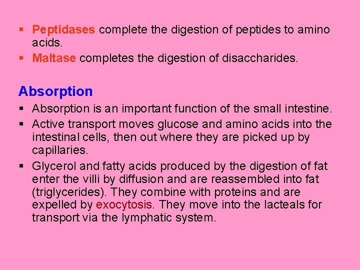 § Peptidases complete the digestion of peptides to amino acids. § Maltase completes the