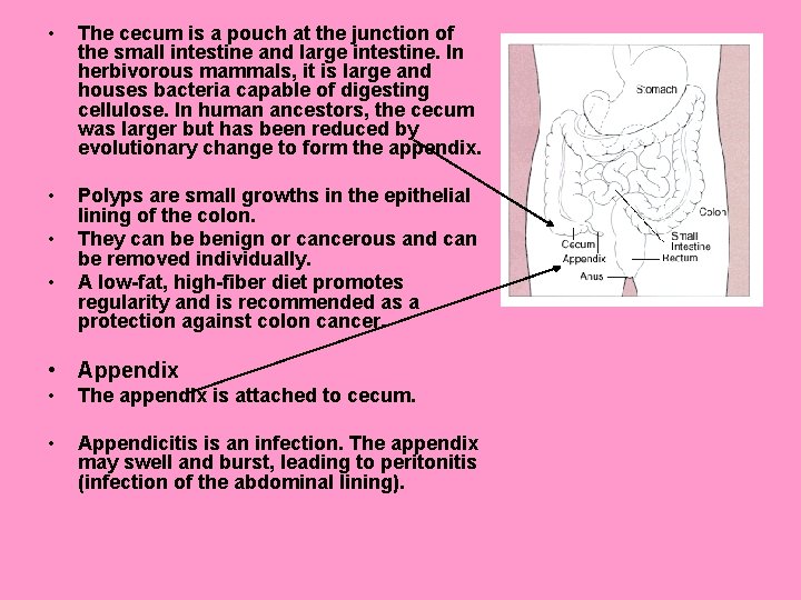  • The cecum is a pouch at the junction of the small intestine