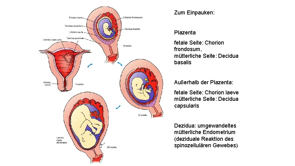 Zum Einpauken: Plazenta fetale Seite: Chorion frondosum, mütterliche Seite: Decidua basalis Außerhalb der Plazenta: