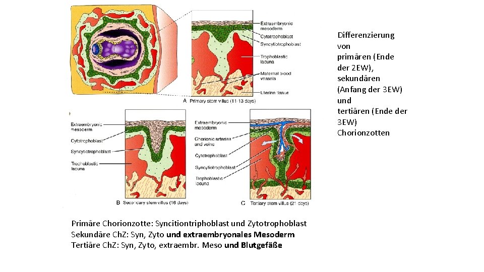 Differenzierung von primären (Ende der 2 EW), sekundären (Anfang der 3 EW) und tertiären