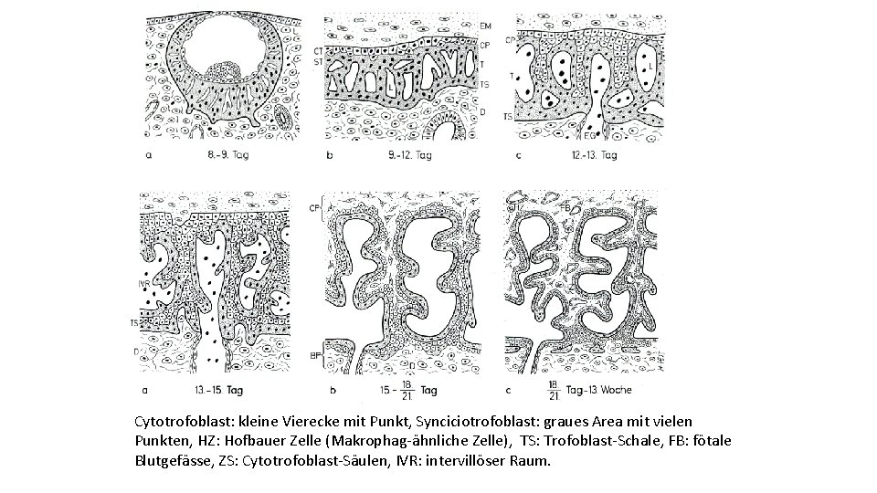 Cytotrofoblast: kleine Vierecke mit Punkt, Synciciotrofoblast: graues Area mit vielen Punkten, HZ: Hofbauer Zelle