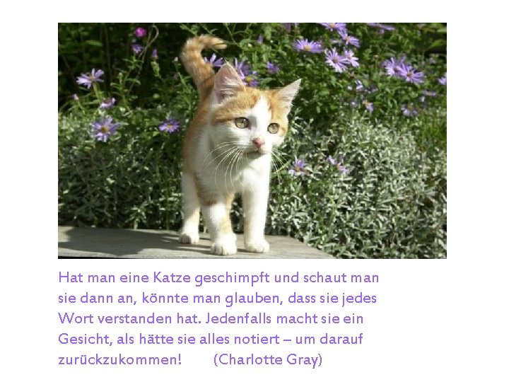 Hat man eine Katze geschimpft und schaut man sie dann an, könnte man glauben,