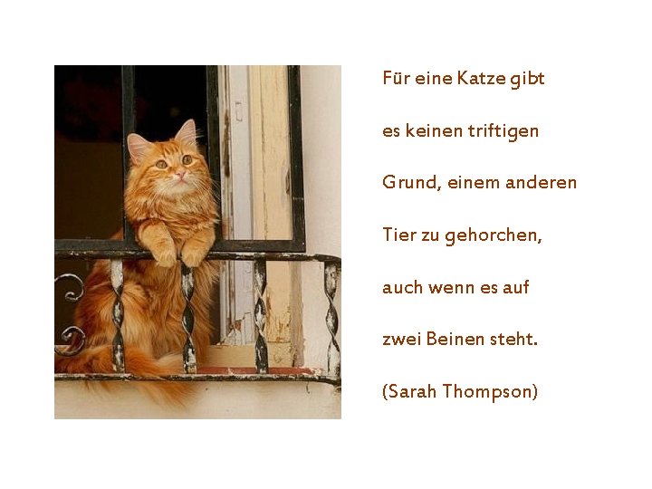 Für eine Katze gibt es keinen triftigen Grund, einem anderen Tier zu gehorchen, auch