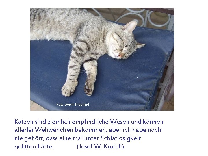 Foto Gerda Krauland Katzen sind ziemlich empfindliche Wesen und können allerlei Wehwehchen bekommen, aber