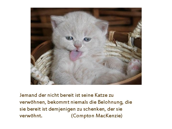 Jemand der nicht bereit ist seine Katze zu verwöhnen, bekommt niemals die Belohnung, die