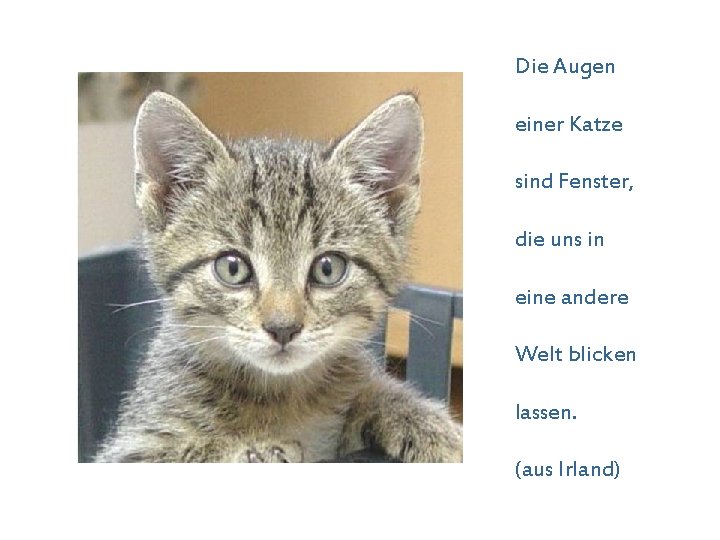 Die Augen einer Katze sind Fenster, die uns in eine andere Welt blicken lassen.