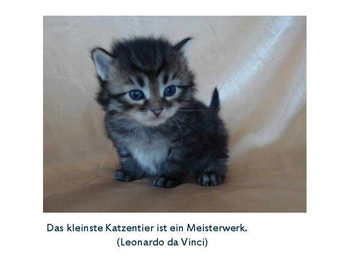 Das kleinste Katzentier ist ein Meisterwerk. (Leonardo da Vinci) 