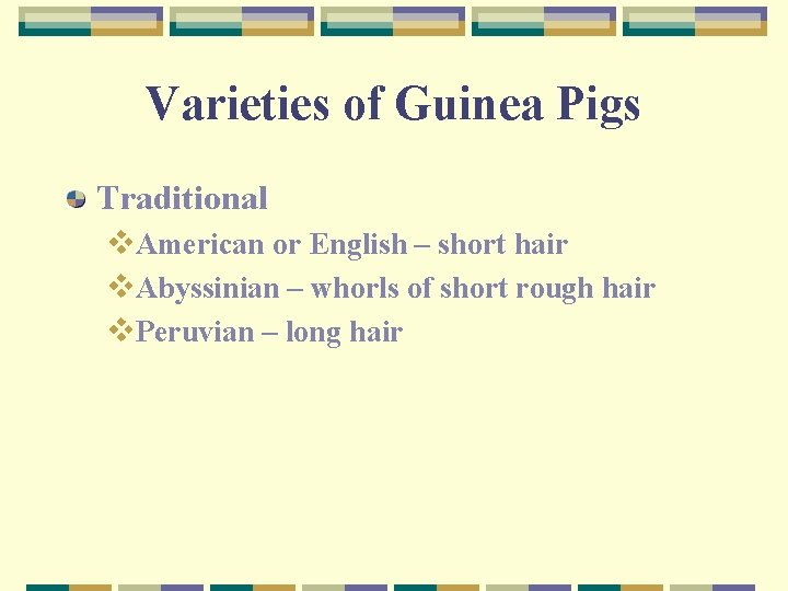 Varieties of Guinea Pigs Traditional v. American or English – short hair v. Abyssinian