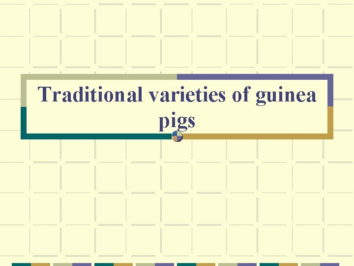 Traditional varieties of guinea pigs 