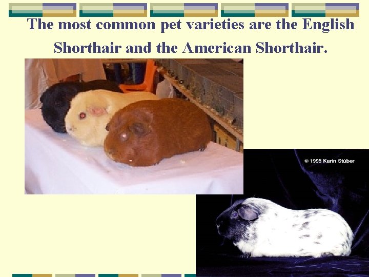 The most common pet varieties are the English Shorthair and the American Shorthair. 