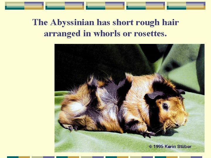 The Abyssinian has short rough hair arranged in whorls or rosettes. 