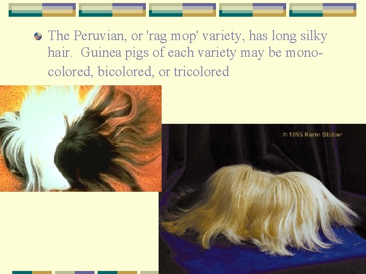 The Peruvian, or 'rag mop' variety, has long silky hair. Guinea pigs of each
