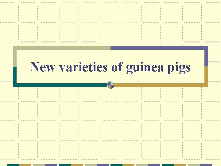New varieties of guinea pigs 