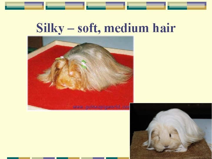 Silky – soft, medium hair 