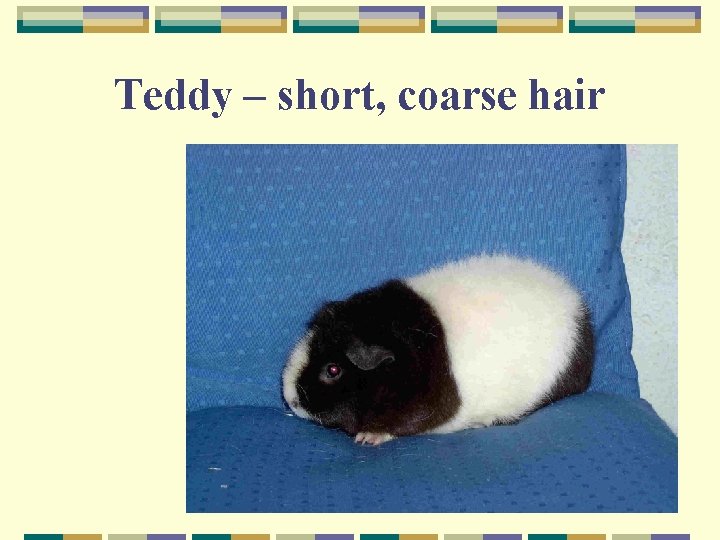 Teddy – short, coarse hair 