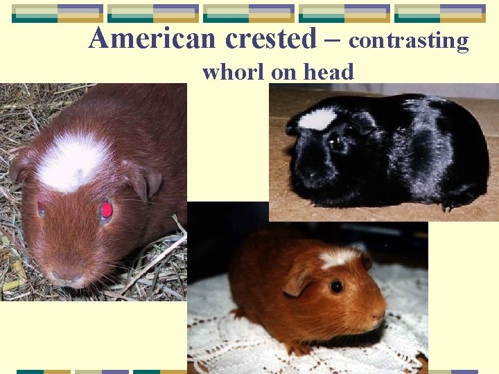 American crested – contrasting whorl on head 