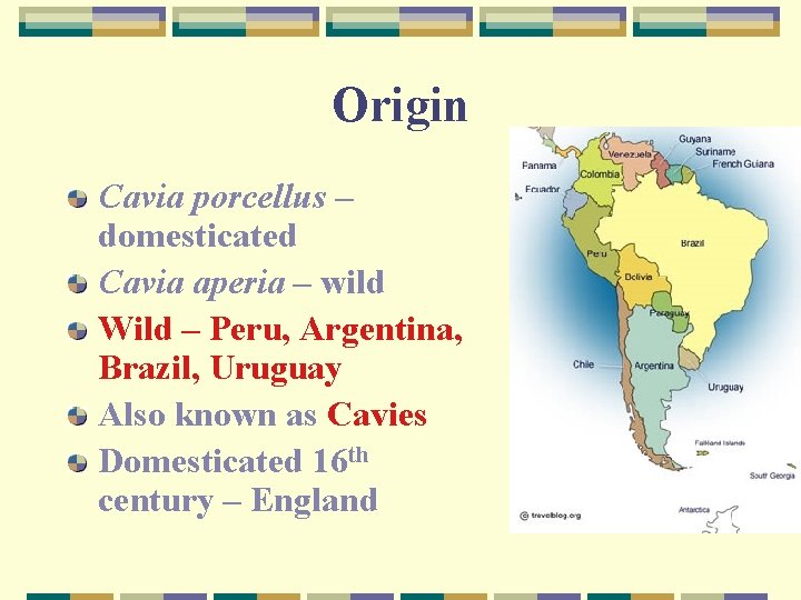 Origin Cavia porcellus – domesticated Cavia aperia – wild Wild – Peru, Argentina, Brazil,