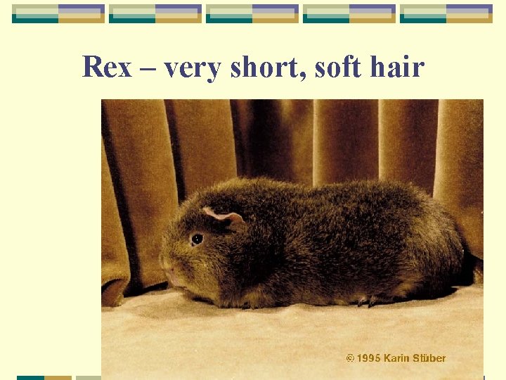 Rex – very short, soft hair 