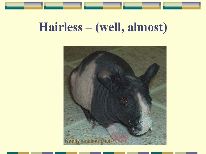 Hairless – (well, almost) 