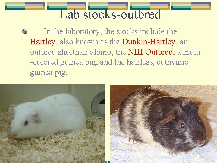 Lab stocks-outbred In the laboratory, the stocks include the Hartley, also known as the