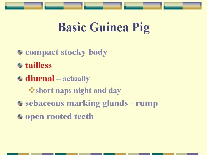 Basic Guinea Pig compact stocky body tailless diurnal – actually vshort naps night and