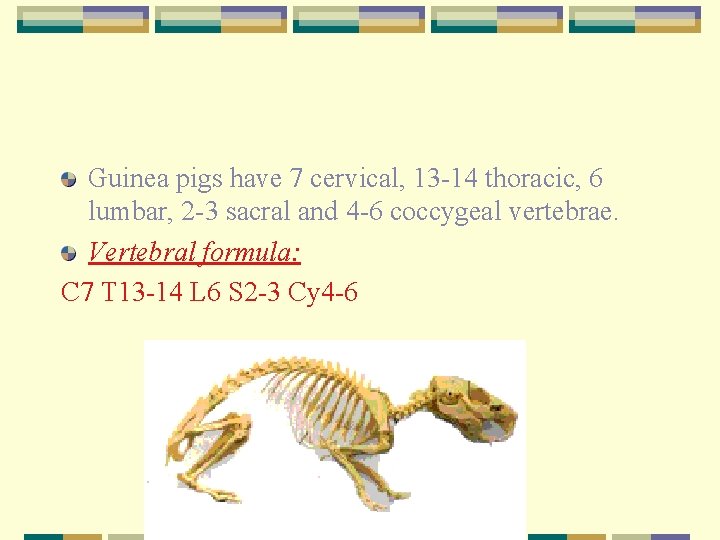 Guinea pigs have 7 cervical, 13 -14 thoracic, 6 lumbar, 2 -3 sacral and