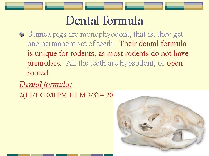 Dental formula Guinea pigs are monophyodont, that is, they get one permanent set of