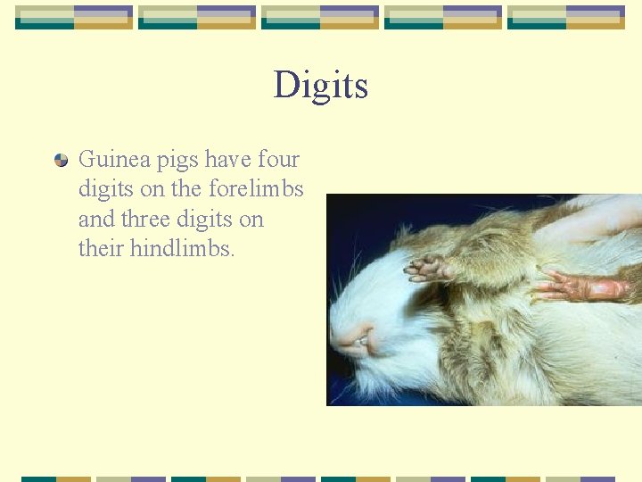 Digits Guinea pigs have four digits on the forelimbs and three digits on their