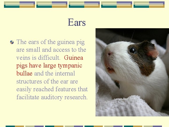 Ears The ears of the guinea pig are small and access to the veins