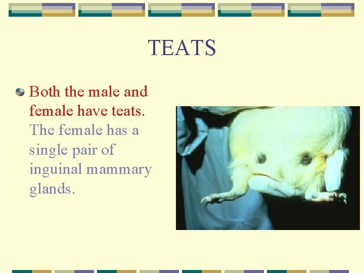 TEATS Both the male and female have teats. The female has a single pair