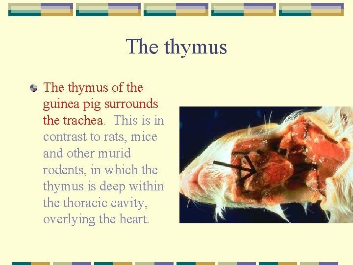 The thymus of the guinea pig surrounds the trachea. This is in contrast to