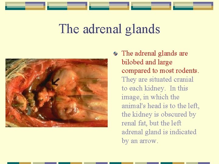 The adrenal glands are bilobed and large compared to most rodents. They are situated