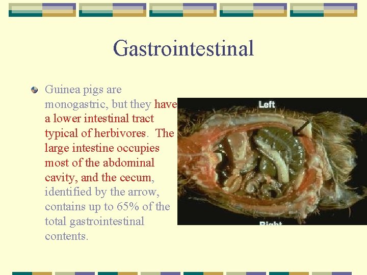 Gastrointestinal Guinea pigs are monogastric, but they have a lower intestinal tract typical of