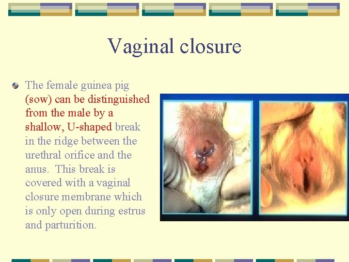 Vaginal closure The female guinea pig (sow) can be distinguished from the male by