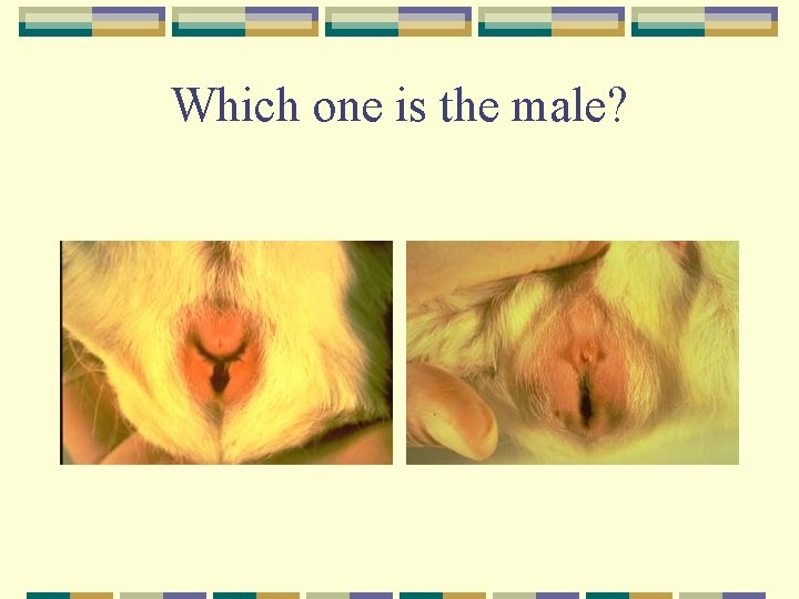 Which one is the male? 