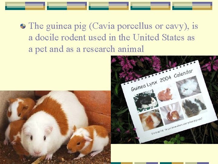 The guinea pig (Cavia porcellus or cavy), is a docile rodent used in the