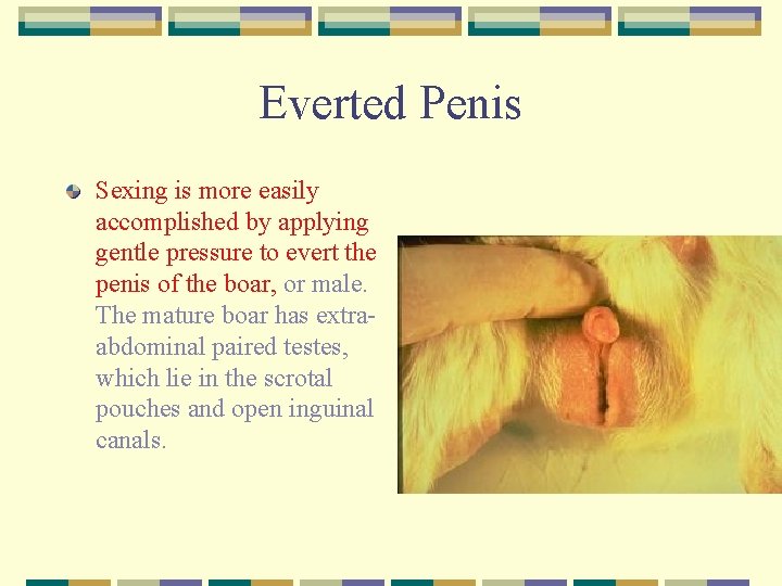 Everted Penis Sexing is more easily accomplished by applying gentle pressure to evert the