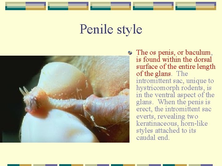 Penile style The os penis, or baculum, is found within the dorsal surface of