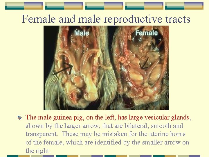 Female and male reproductive tracts The male guinea pig, on the left, has large