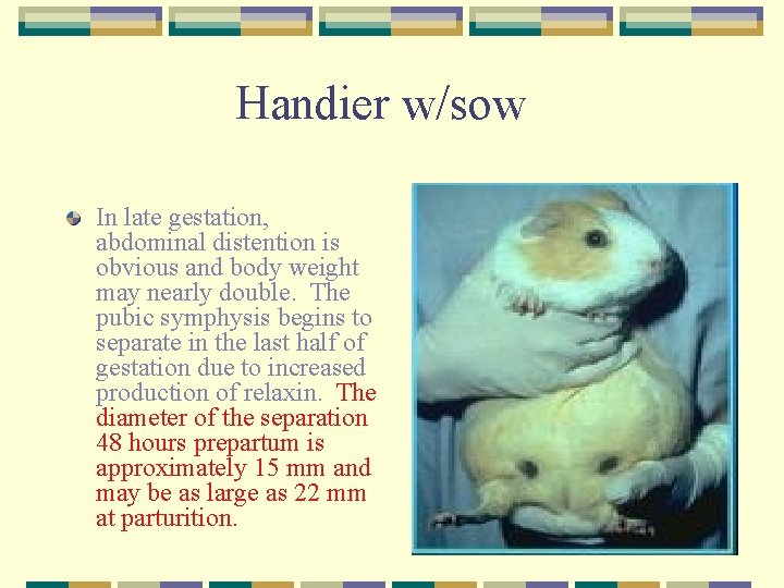 Handier w/sow In late gestation, abdominal distention is obvious and body weight may nearly