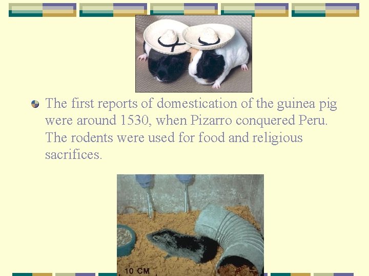 The first reports of domestication of the guinea pig were around 1530, when Pizarro