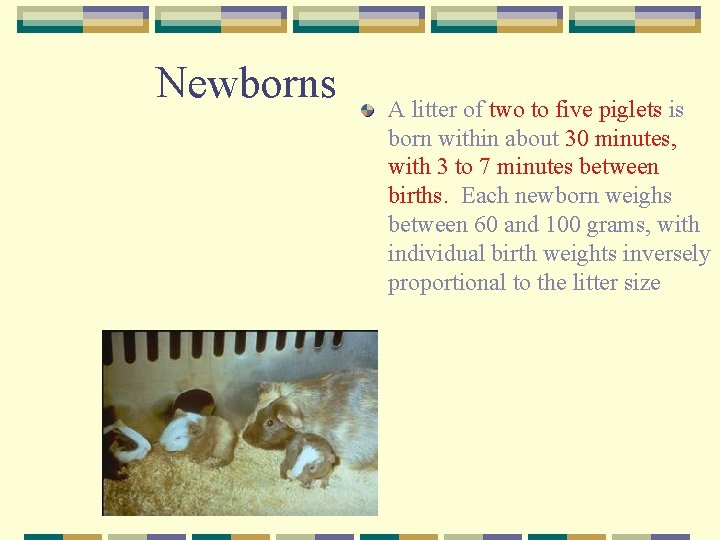 Newborns A litter of two to five piglets is born within about 30 minutes,