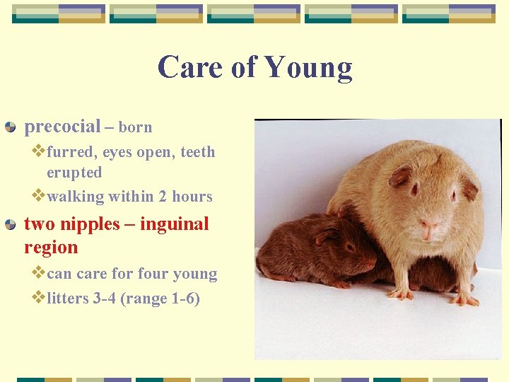 Care of Young precocial – born vfurred, eyes open, teeth erupted vwalking within 2